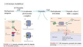 Antigen processing and presentation and its pathways | PPT