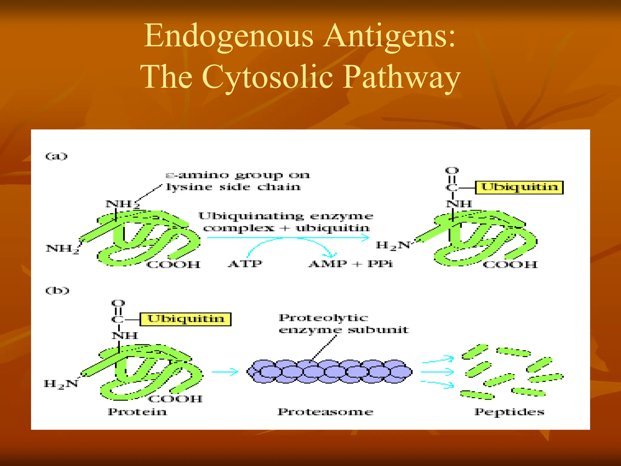 Endogenous Antigens:
The Cytosolic Pathway
 
