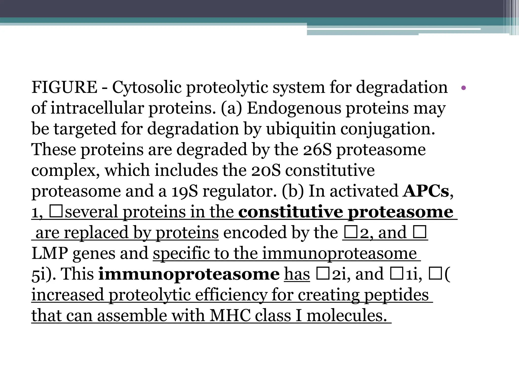 •
FIGURE - Cytosolic proteolytic system for degradation
of intracellular proteins. (a) Endogenous proteins may
be targeted for degradation by ubiquitin conjugation.
These proteins are degraded by the 26S proteasome
complex, which includes the 20S constitutive
proteasome and a 19S regulator. (b) In activated APCs,
several proteins in the constitutive proteasome

1,

2, and

are replaced by proteins encoded by the
LMP genes and specific to the immunoproteasome
(

1i,

2i, and

5i). This immunoproteasome has
increased proteolytic efficiency for creating peptides
that can assemble with MHC class I molecules.
 