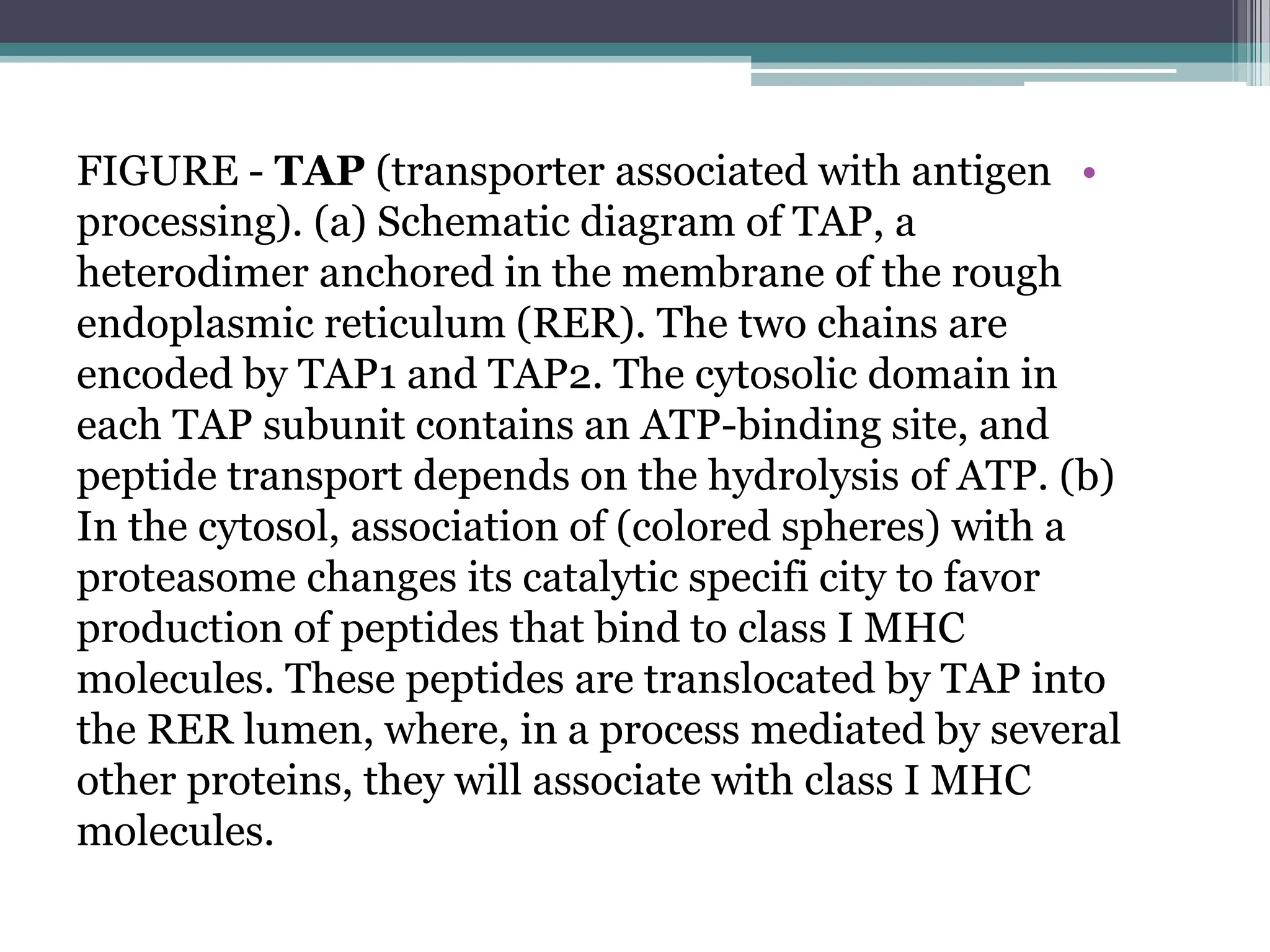 •
FIGURE - TAP (transporter associated with antigen
processing). (a) Schematic diagram of TAP, a
heterodimer anchored in the membrane of the rough
endoplasmic reticulum (RER). The two chains are
encoded by TAP1 and TAP2. The cytosolic domain in
each TAP subunit contains an ATP-binding site, and
peptide transport depends on the hydrolysis of ATP. (b)
In the cytosol, association of (colored spheres) with a
proteasome changes its catalytic specifi city to favor
production of peptides that bind to class I MHC
molecules. These peptides are translocated by TAP into
the RER lumen, where, in a process mediated by several
other proteins, they will associate with class I MHC
molecules.
 