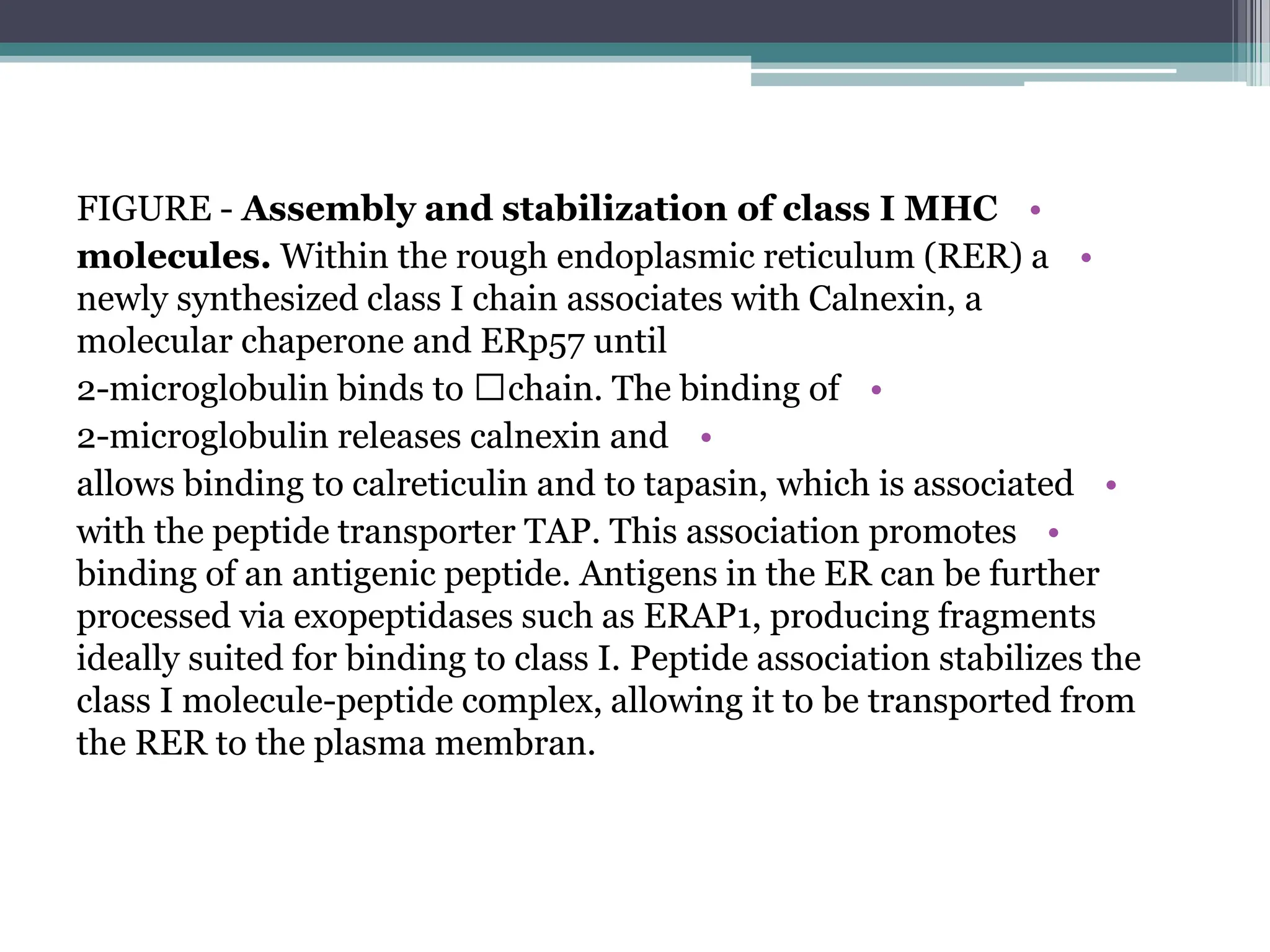 •
FIGURE - Assembly and stabilization of class I MHC
•
molecules. Within the rough endoplasmic reticulum (RER) a
newly synthesized class I chain associates with Calnexin, a
molecular chaperone and ERp57 until
•
chain. The binding of

2-microglobulin binds to
•
2-microglobulin releases calnexin and
•
allows binding to calreticulin and to tapasin, which is associated
•
with the peptide transporter TAP. This association promotes
binding of an antigenic peptide. Antigens in the ER can be further
processed via exopeptidases such as ERAP1, producing fragments
ideally suited for binding to class I. Peptide association stabilizes the
class I molecule-peptide complex, allowing it to be transported from
the RER to the plasma membran.
 