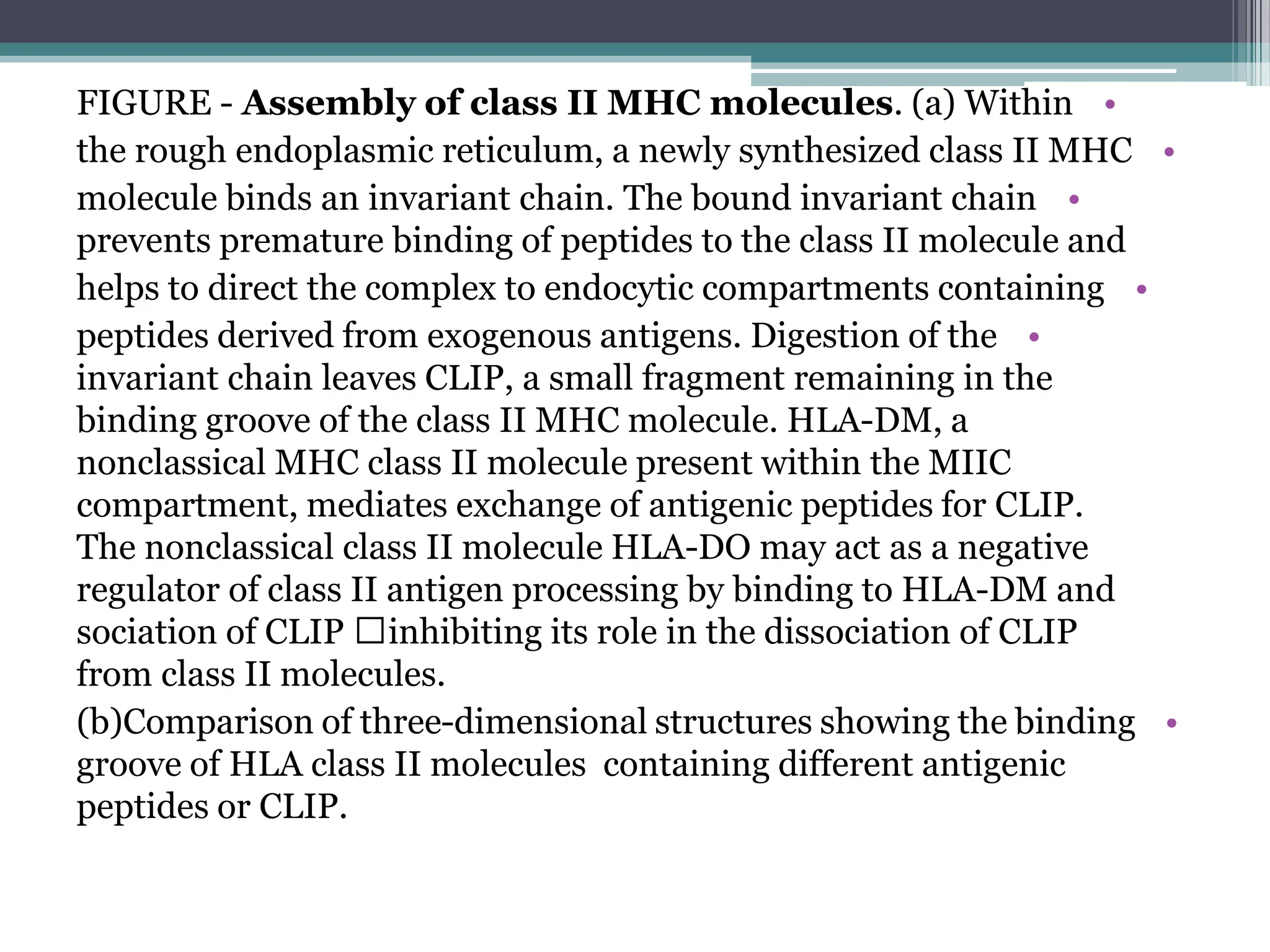 •
FIGURE - Assembly of class II MHC molecules. (a) Within
•
the rough endoplasmic reticulum, a newly synthesized class II MHC
•
molecule binds an invariant chain. The bound invariant chain
prevents premature binding of peptides to the class II molecule and
•
helps to direct the complex to endocytic compartments containing
•
peptides derived from exogenous antigens. Digestion of the
invariant chain leaves CLIP, a small fragment remaining in the
binding groove of the class II MHC molecule. HLA-DM, a
nonclassical MHC class II molecule present within the MIIC
compartment, mediates exchange of antigenic peptides for CLIP.
The nonclassical class II molecule HLA-DO may act as a negative
regulator of class II antigen processing by binding to HLA-DM and
inhibiting its role in the dissociation of CLIP

sociation of CLIP
from class II molecules.
•
(b)Comparison of three-dimensional structures showing the binding
groove of HLA class II molecules containing different antigenic
peptides or CLIP.
 