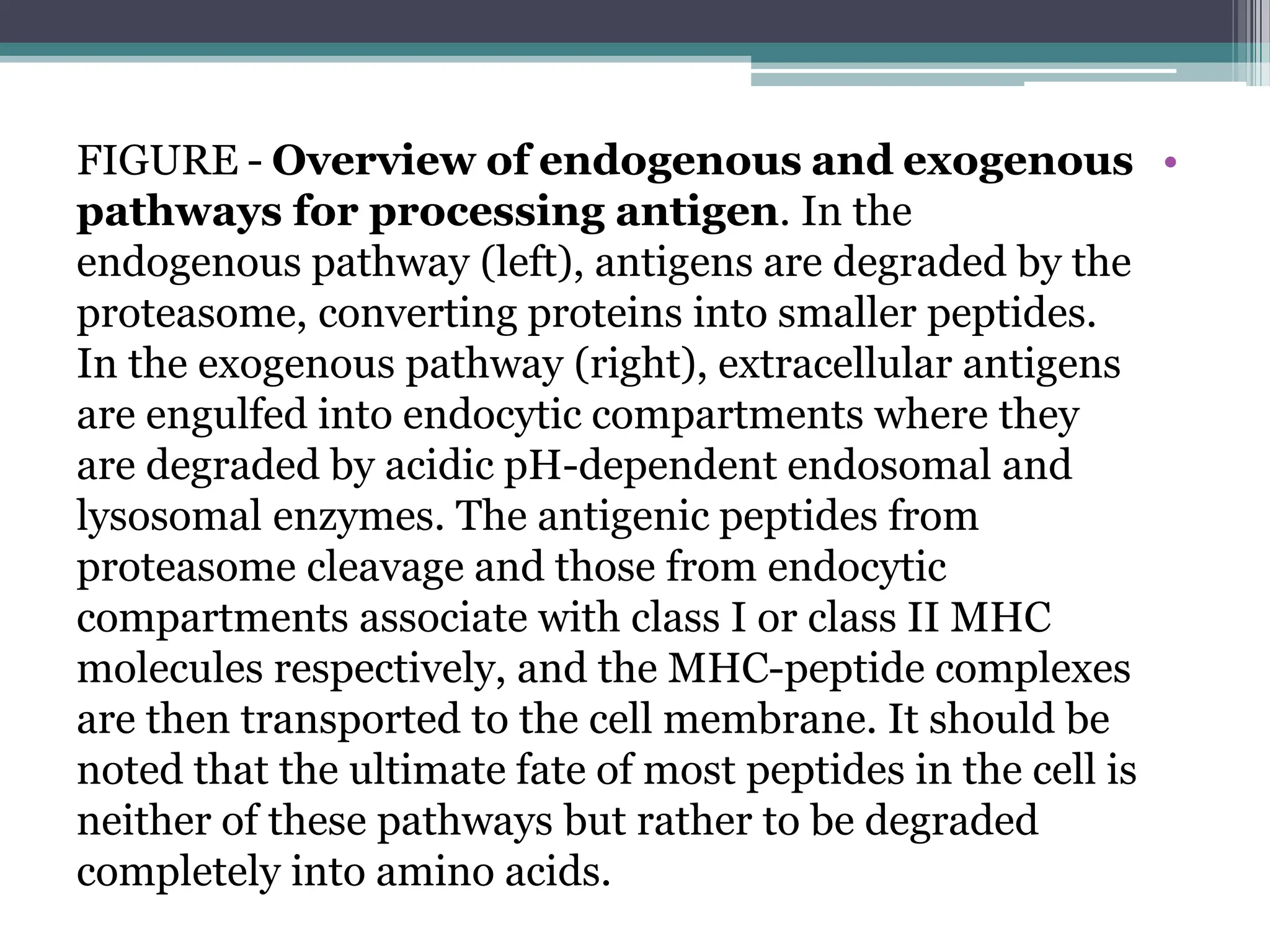 •
FIGURE - Overview of endogenous and exogenous
pathways for processing antigen. In the
endogenous pathway (left), antigens are degraded by the
proteasome, converting proteins into smaller peptides.
In the exogenous pathway (right), extracellular antigens
are engulfed into endocytic compartments where they
are degraded by acidic pH-dependent endosomal and
lysosomal enzymes. The antigenic peptides from
proteasome cleavage and those from endocytic
compartments associate with class I or class II MHC
molecules respectively, and the MHC-peptide complexes
are then transported to the cell membrane. It should be
noted that the ultimate fate of most peptides in the cell is
neither of these pathways but rather to be degraded
completely into amino acids.
 