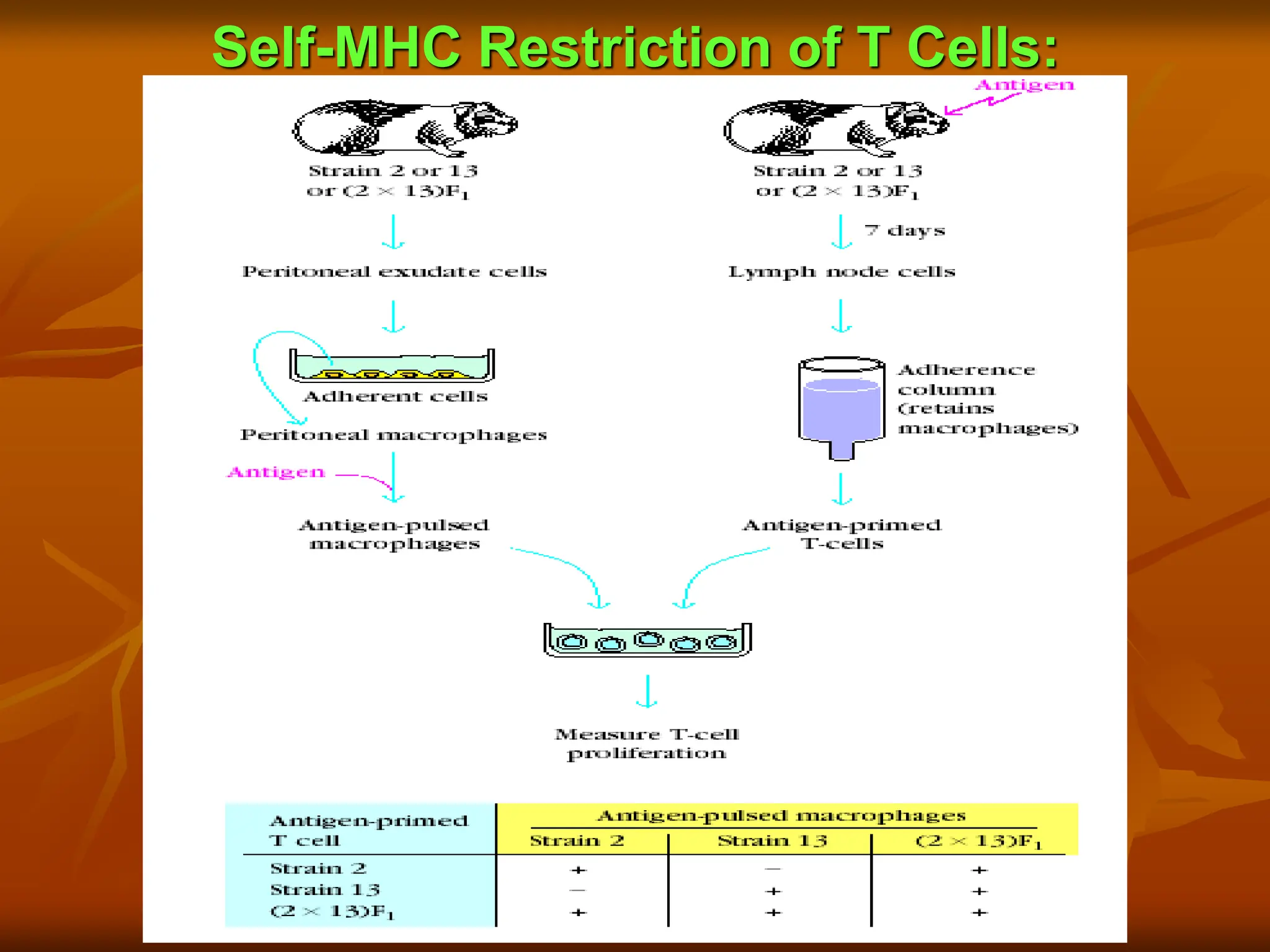 Self-MHC Restriction of T Cells:
 