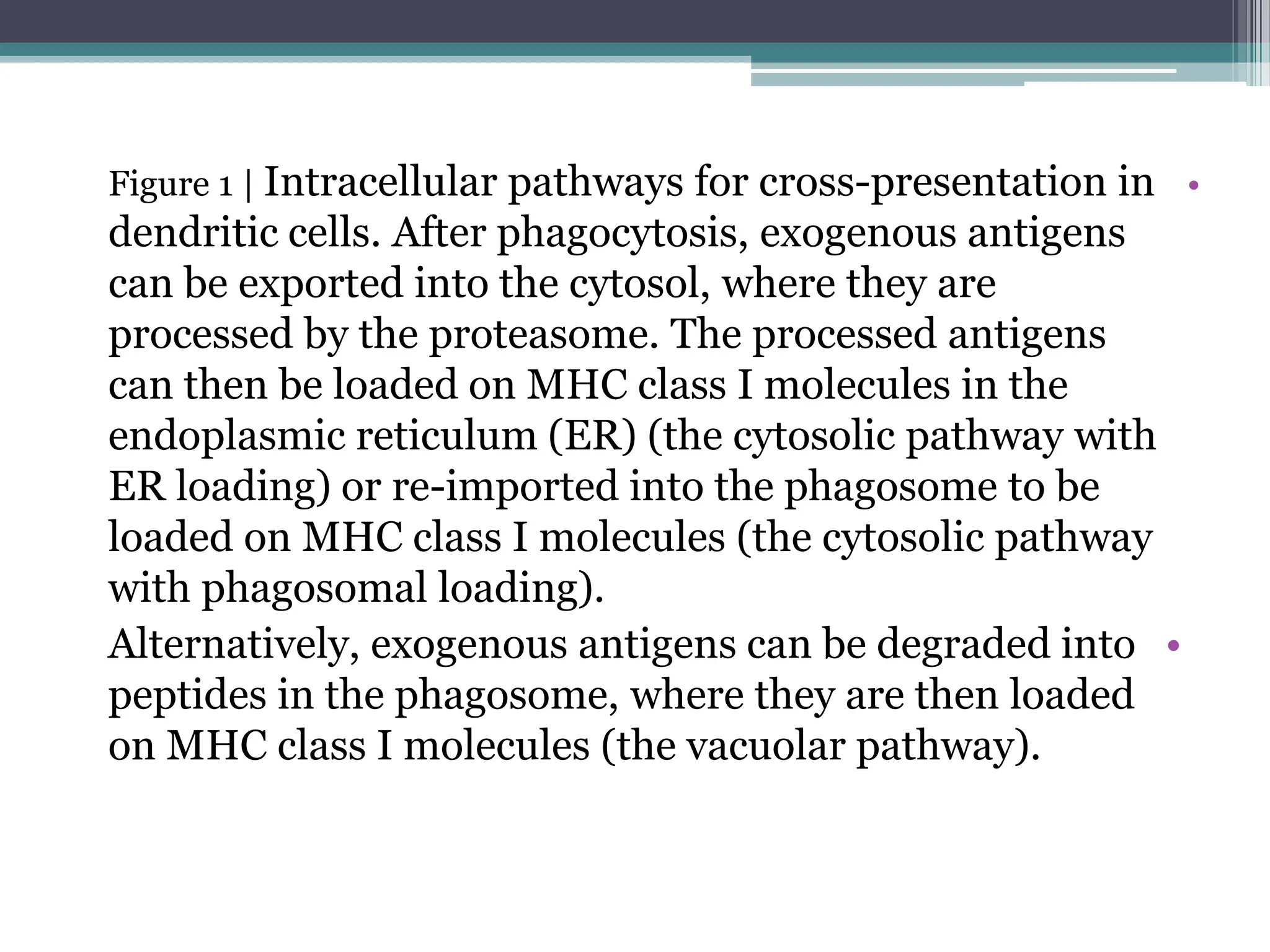 •
Figure 1 | Intracellular pathways for cross-presentation in
dendritic cells. After phagocytosis, exogenous antigens
can be exported into the cytosol, where they are
processed by the proteasome. The processed antigens
can then be loaded on MHC class I molecules in the
endoplasmic reticulum (ER) (the cytosolic pathway with
ER loading) or re-imported into the phagosome to be
loaded on MHC class I molecules (the cytosolic pathway
with phagosomal loading).
•
Alternatively, exogenous antigens can be degraded into
peptides in the phagosome, where they are then loaded
on MHC class I molecules (the vacuolar pathway).
 