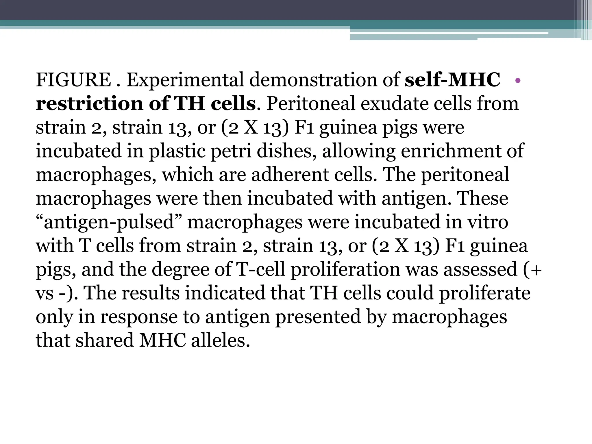 •
FIGURE . Experimental demonstration of self-MHC
restriction of TH cells. Peritoneal exudate cells from
strain 2, strain 13, or (2 X 13) F1 guinea pigs were
incubated in plastic petri dishes, allowing enrichment of
macrophages, which are adherent cells. The peritoneal
macrophages were then incubated with antigen. These
“antigen-pulsed” macrophages were incubated in vitro
with T cells from strain 2, strain 13, or (2 X 13) F1 guinea
pigs, and the degree of T-cell proliferation was assessed (+
vs -). The results indicated that TH cells could proliferate
only in response to antigen presented by macrophages
that shared MHC alleles.
 