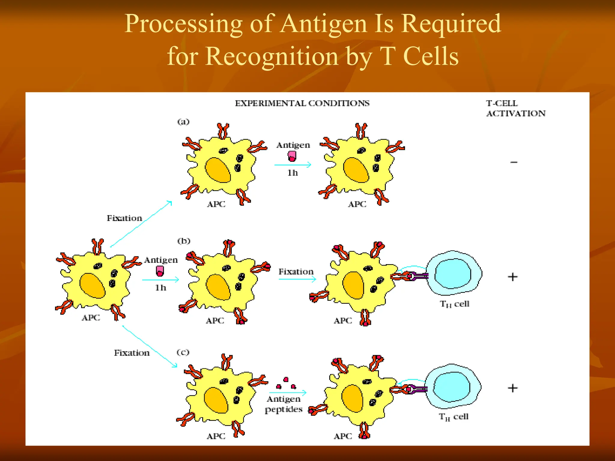 Processing of Antigen Is Required
for Recognition by T Cells
 
