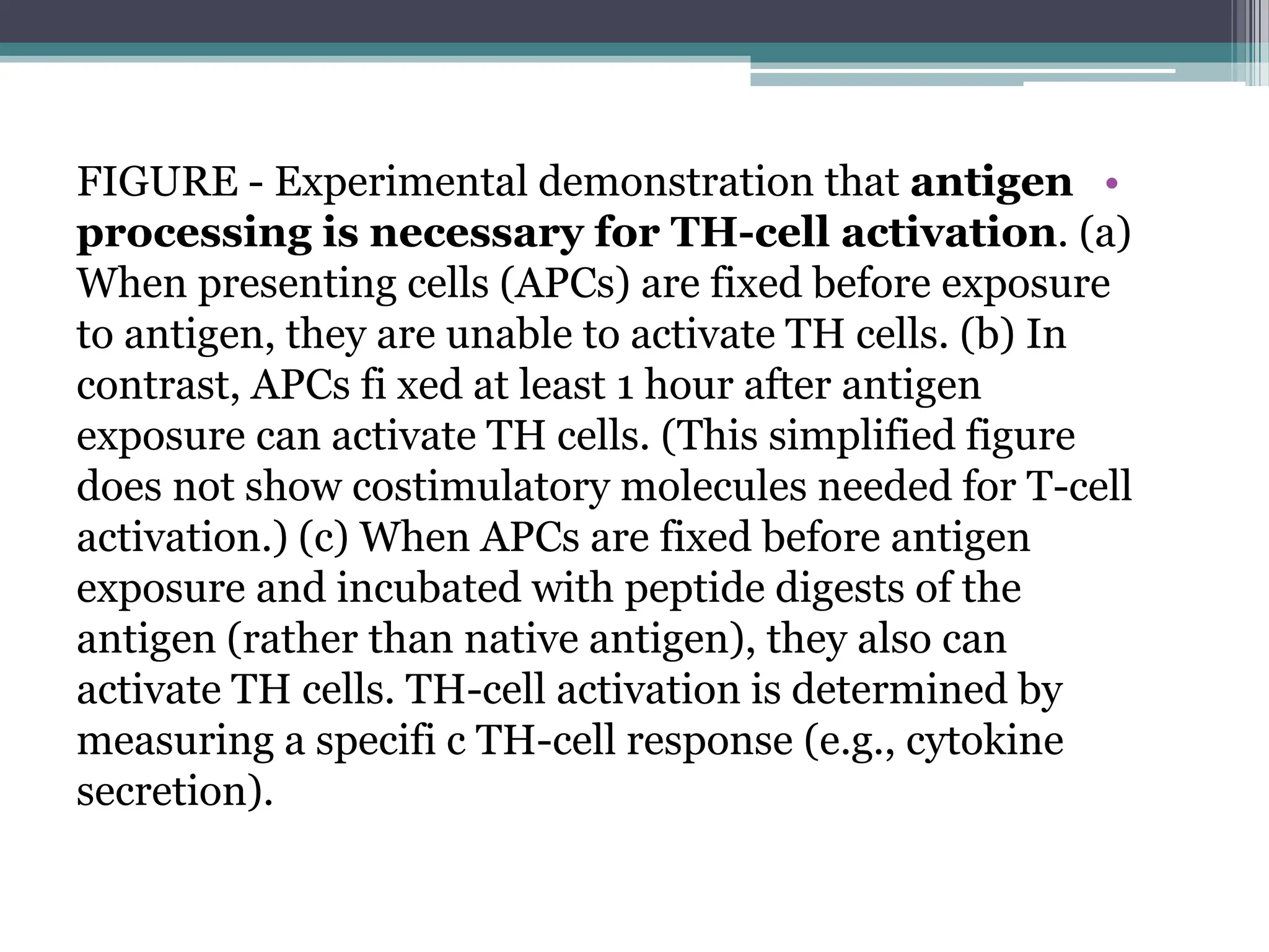 •
FIGURE - Experimental demonstration that antigen
processing is necessary for TH-cell activation. (a)
When presenting cells (APCs) are fixed before exposure
to antigen, they are unable to activate TH cells. (b) In
contrast, APCs fi xed at least 1 hour after antigen
exposure can activate TH cells. (This simplified figure
does not show costimulatory molecules needed for T-cell
activation.) (c) When APCs are fixed before antigen
exposure and incubated with peptide digests of the
antigen (rather than native antigen), they also can
activate TH cells. TH-cell activation is determined by
measuring a specifi c TH-cell response (e.g., cytokine
secretion).
 