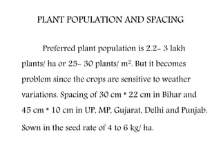 PLANT POPULATION AND SPACING
Preferred plant population is 2.2- 3 lakh
plants/ ha or 25- 30 plants/ m2. But it becomes
problem since the crops are sensitive to weather
variations. Spacing of 30 cm * 22 cm in Bihar and
45 cm * 10 cm in UP, MP, Gujarat, Delhi and Punjab.
Sown in the seed rate of 4 to 6 kg/ ha.
 