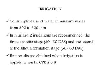 IRRIGATION
Consumptive use of water in mustard varies
from 200 to 300 mm
In mustard 2 irrigations are recommended, the
first at rosette stage (20- 30 DAS) and the second
at the siliqua formation stage (50- 60 DAS)
Best results are obtained when irrigation is
applied when IE: CPE is 0.6
 