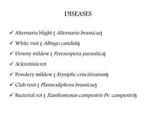 DISEASES
 Alternaria blight ( Alternaria brassicae)
 White rust ( Albugo candida)
 Downy mildew ( Perenospora parasitica)
 Sclerotinia rot
 Powdery mildew ( Erysiphe cruciferarum)
 Club root ( Plasmodiphora brassicae)
 Bacterial rot ( Xanthomonas campestris Pv. campestris)
 