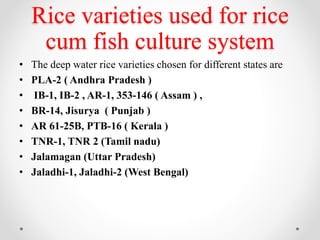 Jalidhi Rice Rice cum fish culture | PPTX