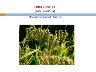 AGR 201 - Finger Millet and Minor Millets - PPT 1 - Agri Junction.ppt