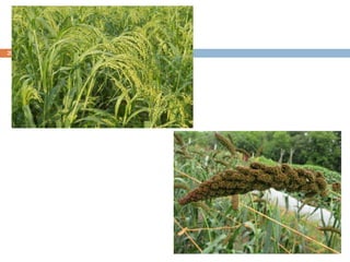 AGR 201 - Finger Millet and Minor Millets - PPT 1 - Agri Junction.ppt