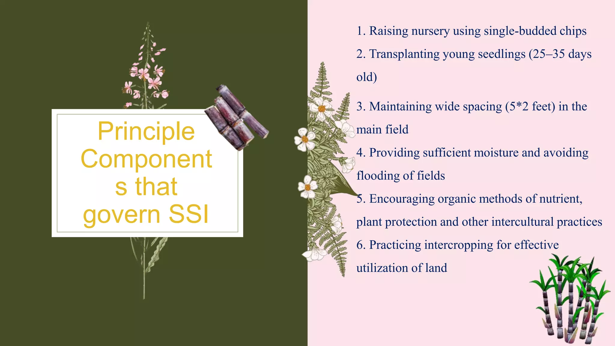 Principle
Component
s that
govern SSI
1. Raising nursery using single-budded chips
2. Transplanting young seedlings (25–35 days
old)
3. Maintaining wide spacing (5*2 feet) in the
main field
4. Providing sufficient moisture and avoiding
flooding of fields
5. Encouraging organic methods of nutrient,
plant protection and other intercultural practices
6. Practicing intercropping for effective
utilization of land
 