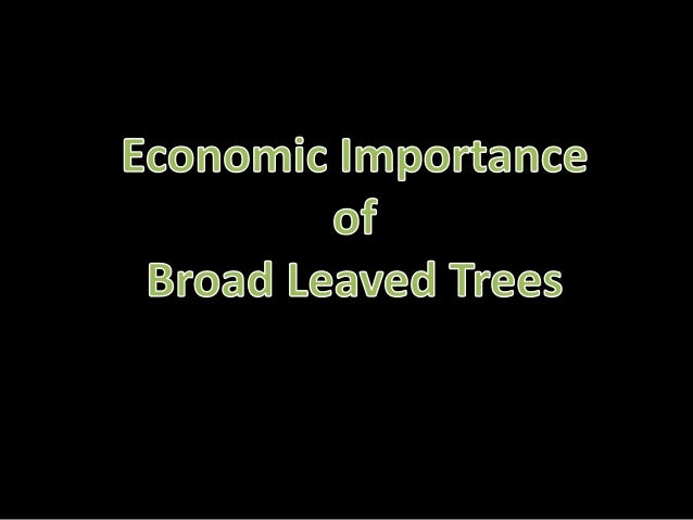 Economic Importance Of Broad Leaved Trees
