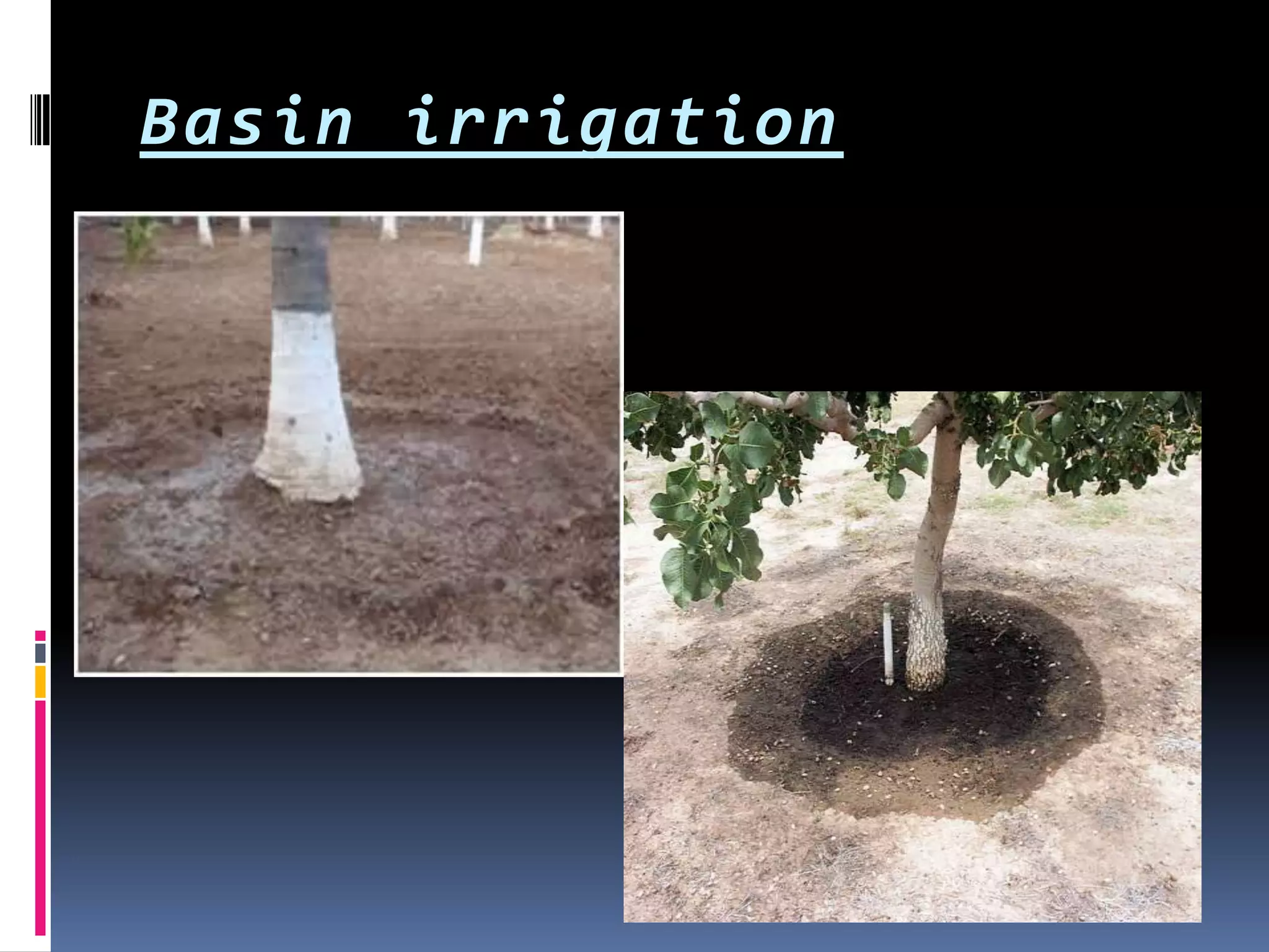 Basin irrigation
 