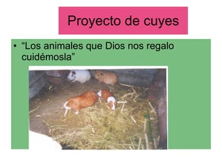Proyecto de cuyes “Los animales que Dios nos regalo cuidémosla” 