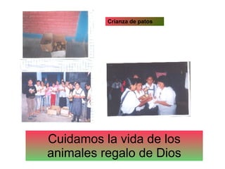 Cuidamos la vida de los animales regalo de Dios Crianza de patos 