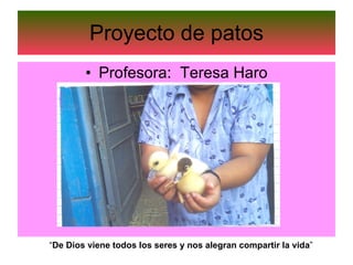 Proyecto de patos Profesora:  Teresa Haro “ De Dios viene todos los seres y nos alegran compartir la vida ” 