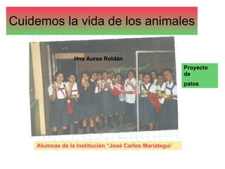 Cuidemos la vida de los animales Alumnas de la Institución “José Carlos Mariategui ” Proyecto de  patos Hna Aurea Roldàn 