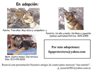 En adopción:




Pancha. Tres años. Muy dulce y compañera y
                                         Panchito. Un año y medio. Cariñoso y juguetón.
                                            (ambos castrados) Patricia 4641-6455




                                               Por más adopciones:
                                            ligaprotectora@yahoo.com
  Mats. Cuatro meses .Una ternura.
  Elsa: 15 5 470 6039

Reenviá esta presentación.Nuestros amigos de cuatro patas merecen “una manito”.
                                                  p_azzurra2001@yahoo.com.ar
 