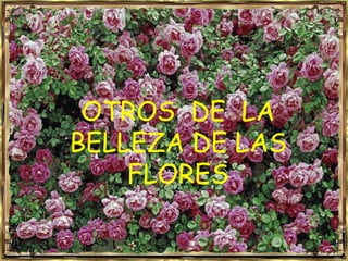 OTROS  DE  LA BELLEZA DE LAS FLORES 