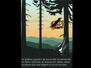 As gralhas gostam de esconder as sementes na terra. Quando se esquecem delas, estas acabam por dar origem a novas árvores. 