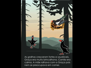 As gralhas cresceram fortes e saudáveis. Graça era muito brincalhona. Camila era calma. A mãe ralhava com a Graça pois nem se preocupava em comer.