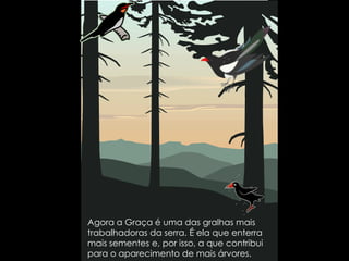 Agora a Graça é uma das gralhas mais trabalhadoras da serra. É ela que enterra mais sementes e, por isso, a que contribui para o aparecimento de mais árvores.