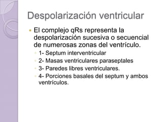 Despolarización ventricular


El complejo qRs representa la
despolarización sucesiva o secuencial
de numerosas zonas del ventrículo.
◦
◦
◦
◦

1- Septum interventricular
2- Masas ventriculares paraseptales
3- Paredes libres ventriculares.
4- Porciones basales del septum y ambos
ventrículos.

 