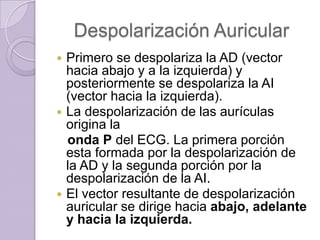 Despolarización Auricular
Primero se despolariza la AD (vector
hacia abajo y a la izquierda) y
posteriormente se despolariza la AI
(vector hacia la izquierda).
 La despolarización de las aurículas
origina la
onda P del ECG. La primera porción
esta formada por la despolarización de
la AD y la segunda porción por la
despolarización de la AI.
 El vector resultante de despolarización
auricular se dirige hacia abajo, adelante
y hacia la izquierda.


 