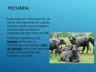 A GRANDE REGIÃO NORTE - aspectos físicos e geográficos .ppt