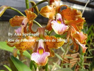 By Ana Spränger Rio de Janeiro, outubro de 2006. 