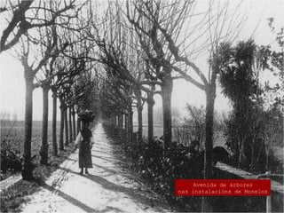 Avenida de árbores
nas instalacións de Monelos
 