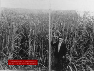 Comprobando o crecemento
do millo co uso de adubos
 