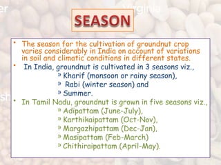SUITABLE GROUNDNUT VARIETIES FOR KHARIF AND RABI | PPTX
