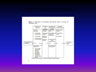 Agresividad humana
 
