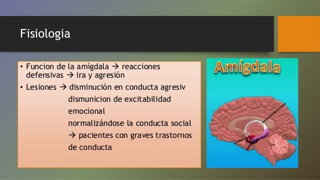 Fisiologia 
• Funcion de la amígdala  reacciones 
defensivas  ira y agresión 
• Lesiones  disminución en conducta agres...