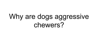 Why are dogs aggressive
chewers?
 