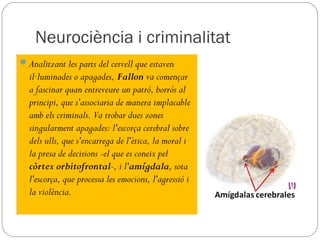 Neurociència i criminalitat
 Analitzant les parts del cervell que estaven
  il·luminades o apagades, Fallon va començar
  a fascinar quan entreveure un patró, borrós al
  principi, que s'associaria de manera implacable
  amb els criminals. Va trobar dues zones
  singularment apagades: l'escorça cerebral sobre
  dels ulls, que s'encarrega de l'ètica, la moral i
  la presa de decisions -el que es coneix pel
  còrtex orbitofrontal-, i l'amígdala, sota
  l'escorça, que processa les emocions, l'agressió i
  la violència.
 