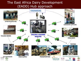 Hub models to transform dairy value chains in East Africa