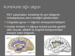 Agri ve Ağrının Fizyolojik Temelleri | ODP
