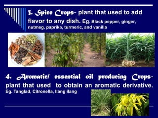 3. Spice Crops- plant that used to add
flavor to any dish. Eg. Black pepper, ginger,
nutmeg, paprika, turmeric, and vanilla
4. Aromatic/ essential oil producing Crops-
plant that used to obtain an aromatic derivative.
Eg. Tanglad, Citronella, Ilang ilang
 
