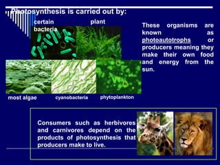 Photosynthesis is carried out by:
plant
s
cyanobacteria
certain
bacteria
most algae phytoplankton
These organisms are
known as
photoautotrophs or
producers meaning they
make their own food
and energy from the
sun.
Consumers such as herbivores
and carnivores depend on the
products of photosynthesis that
producers make to live.
 
