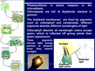 Photosynthesis in plants happens in the
chloroplasts.
Chloroplasts are full of thylakoids stacked in
granum.
The thylakoid membranes are lined by pigments
such as chlorophyll and carotenoids. Different
pigments absorbs different wavelengths of light
These pigments
harvest light energy
packets or photons
when they absorb
sunlight.
Chlorophyll absorbs all wavelength colors except
green, which is reflected off giving plants their
green appearance.
 
