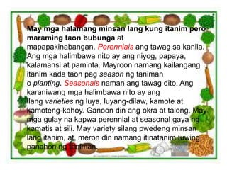 May mga halamang minsan lang kung itanim pero
maraming taon bubunga at
mapapakinabangan. Perennials ang tawag sa kanila.
Ang mga halimbawa nito ay ang niyog, papaya,
kalamansi at paminta. Mayroon namang kailangang
itanim kada taon pag season ng taniman
o planting. Seasonals naman ang tawag dito. Ang
karaniwang mga halimbawa nito ay ang
ilang varieties ng luya, luyang-dilaw, kamote at
kamoteng-kahoy. Ganoon din ang okra at talong. May
mga gulay na kapwa perennial at seasonal gaya ng
kamatis at sili. May variety silang pwedeng minsan
lang itanim, at, meron din namang itinatanim tuwing
panahon ng taniman.
 