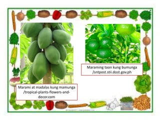 Marami at madalas kung mamunga
/tropical-plants-flowers-and-
decor.com
Maraming taon kung bumunga
/sntpost.stii.dost.gov.ph
 
