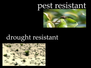 pest resistant drought resistant 