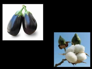 bt brinjal  